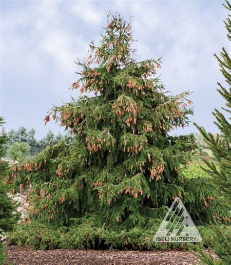 Picea abies ‘Acrocona’ - Hickory Hollow Nursery and Garden Center