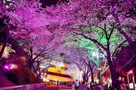 Cherry Blossoms at N Seoul Tower (Namsan Park) near Myeongdong, Seoul