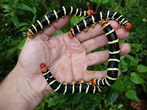 giant sphinx moth caterpillar | I admit that I did fatten up… | Flickr