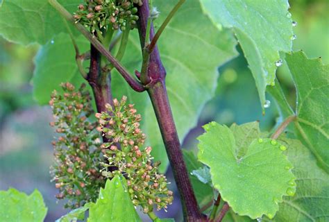 wcs: The grapes are in flower