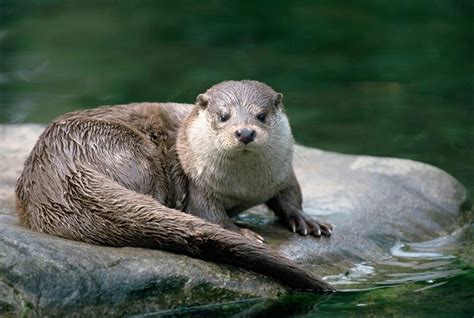 Otter River Otter, Walrus, Otters, Polar Bear, Conservation, Mammals, Habitats, Species, Wildlife