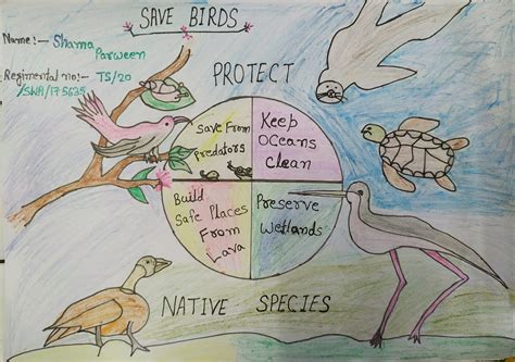 Save Birds – India NCC