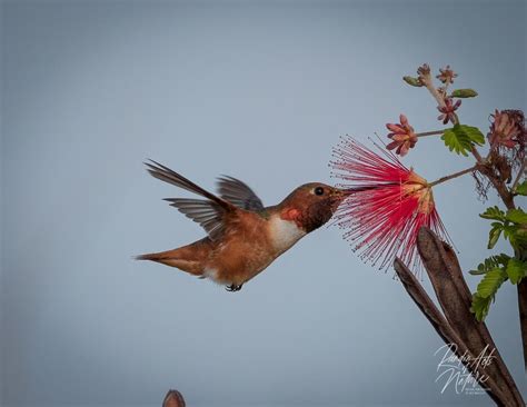 Allen's Hummingbird In Carlsbad: Photos Of The Day | Carlsbad, CA Patch