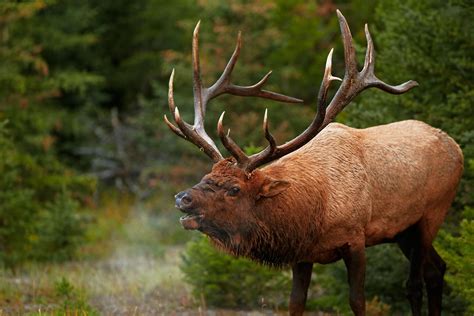 🔥 [50+] Elk Hunting Wallpapers | WallpaperSafari