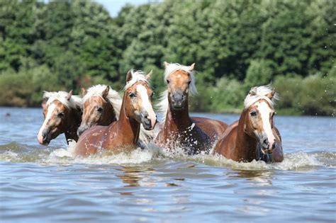 Can Horses Swim? | Love the Energy