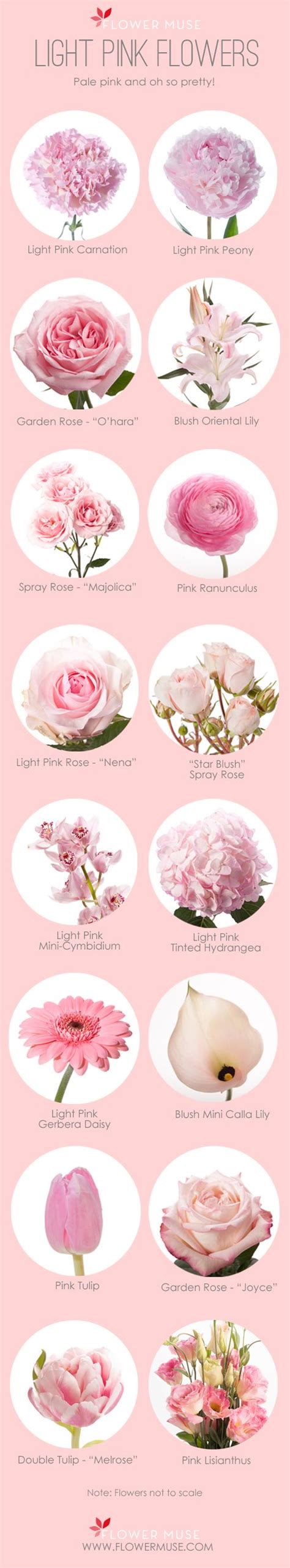 Our Favorite: Light Pink Flowers - Flower Muse Blog | Light pink flowers, Types of flowers ...