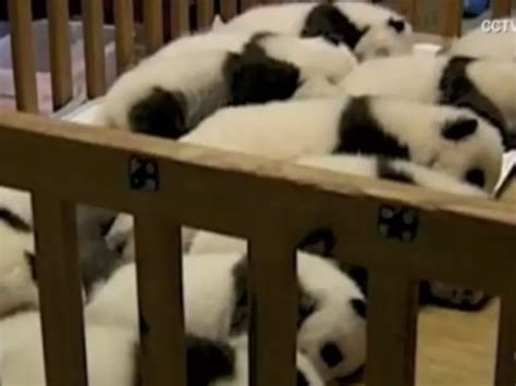 Baby Pandas Cuddling in a Crib Will Melt Your Face Off With Cuteness ...