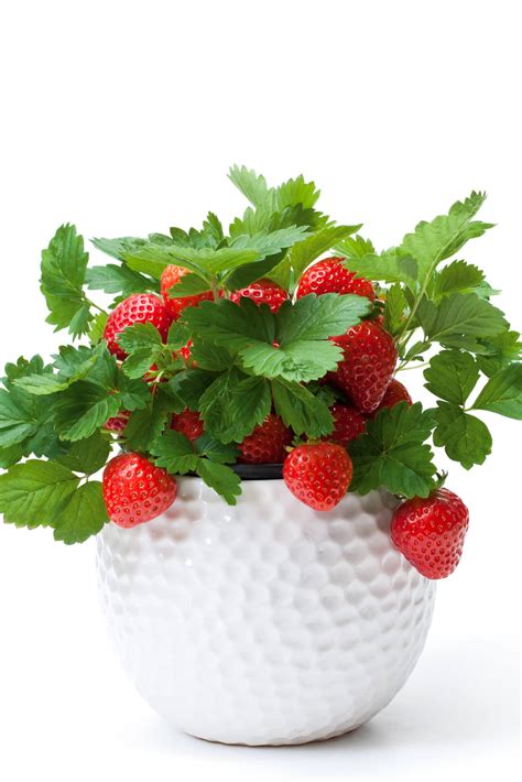 How To Grow Strawberries In Pots and Containers For BIG Harvests (2023)