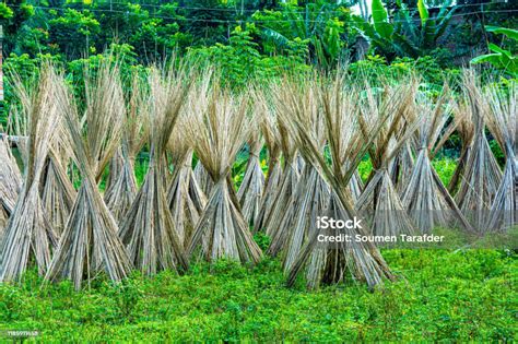 Jute Plant Stems Laid For Drying In The Sun Stock Photo - Download Image Now - Jute, Plant ...