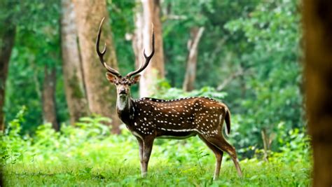 Top 25 Wildlife Sanctuaries in India