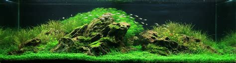 ADA Aquarium | Nature aquarium, Aquarium, Aquascape aquarium