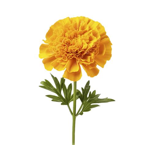 Marigold Flowers Isolated On Transparent Background, Flowers, Isolated, Marigold PNG Transparent ...