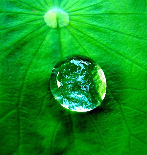 File:Water drop on a leaf.jpg - Wikimedia Commons