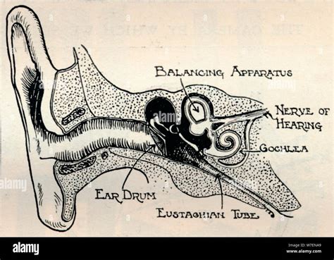 Ear drum diagram hi-res stock photography and images - Alamy