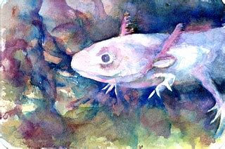 Axolotl - Postcards for the Lunch Bag | Daniel Smith Waterco… | Flickr