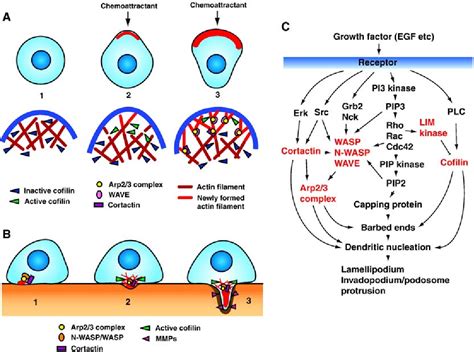 Figure 2 from Regulation of the actin cytoskeleton in cancer cell ...