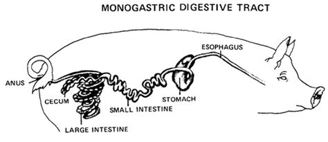 Ruminant v. Non-Ruminant - Digestion- You're on the Right Tract