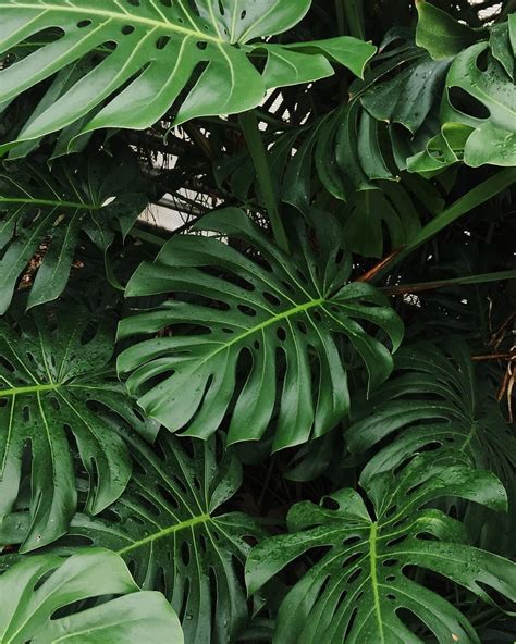 Monstera Leaves Wallpapers - Wallpaper Cave