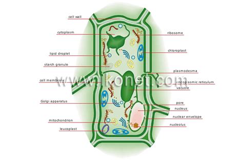 vegetable kingdom > plant cell image - Visual Dictionary