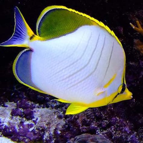 Yellow Head Butterflyfish Size: ML 3" to 4" – Violet Aquarium