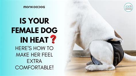 How To Take Care Of Your Dog In Heat - Monkoodog