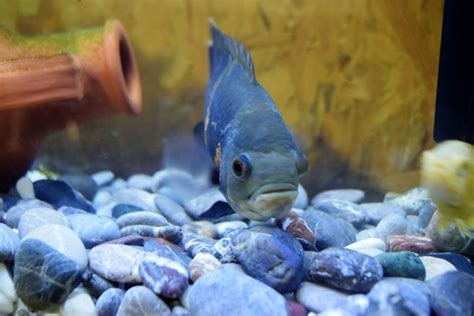 Oscar Fish Breeding Guide (Answers to Common Questions) - Avid Aquarist