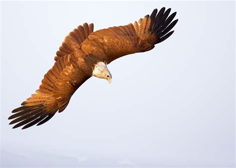 Diving Eagle in Air image - Free stock photo - Public Domain photo ...