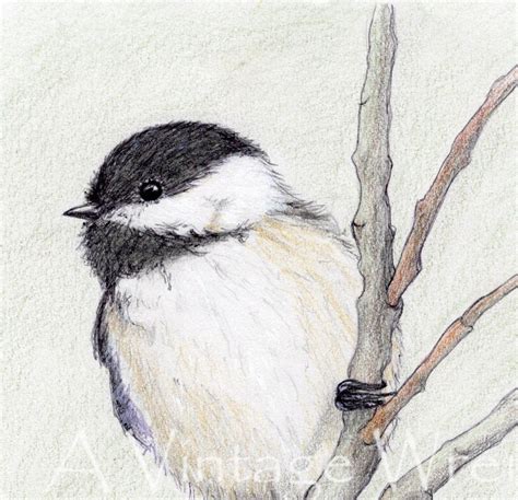 Black Capped Chickadee Art Print With Double Mat/ Original - Etsy