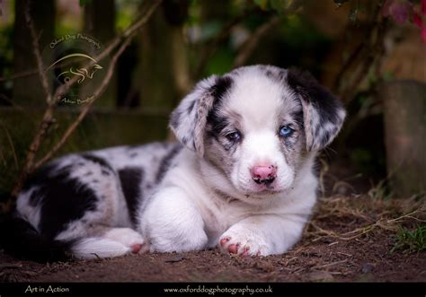 Cardigan Corgi Puppies - Warwickshire puppy photographer