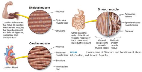 Skeletal Muscle And Cardiac Muscle