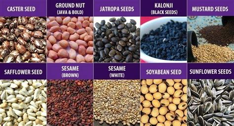 Oil Seeds - Western Ghats Exporters | Oil Seeds Exporters | Indian Exporters