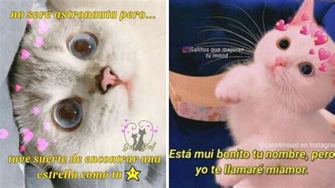 5 MEMES de gatitos con corazones y frases para dedicar en WhatsApp | Petlife