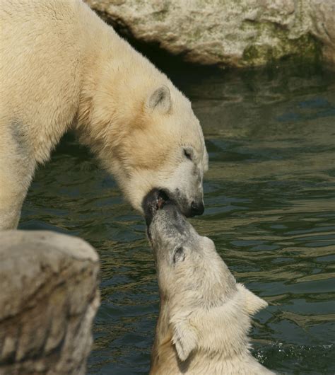 Polar bear kiss by miezbiez on DeviantArt