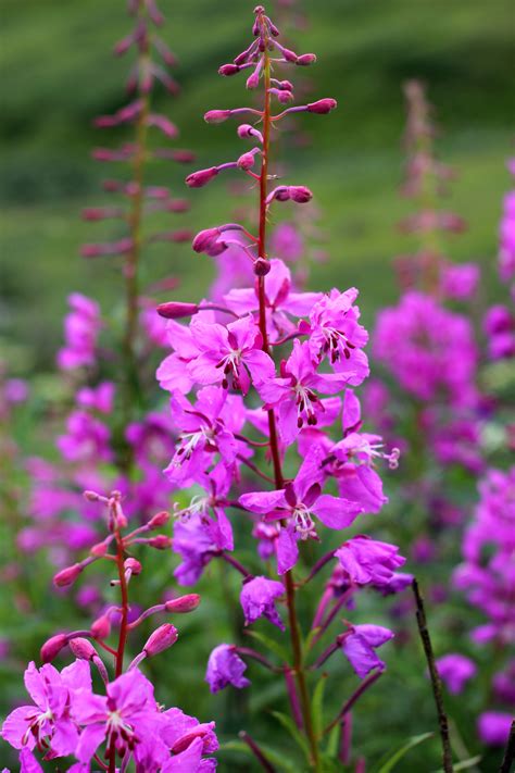 alaska state flower fireweed - Aracely Minnick