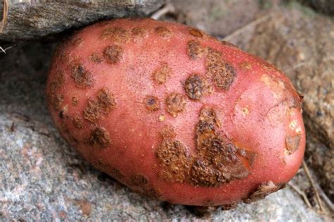 Potato Scab & Tips to Identify and Control