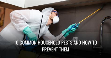 10 Common Household Pests And How To Prevent Them