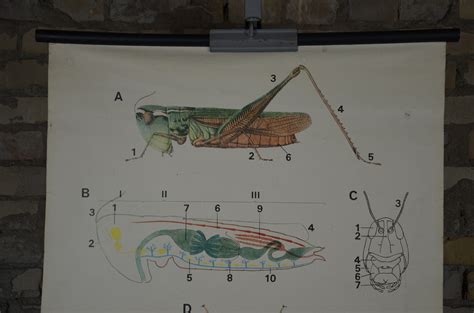 Grasshopper Locust Anatomy: Original Vintage Czech 1980s - Etsy