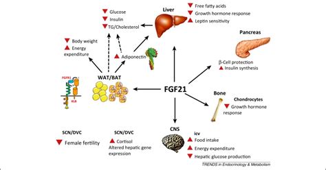 FGF21-based pharmacotherapy – potential utility for metabolic disorders: Trends in Endocrinology ...