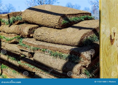 Gardener Applying Turf Rolls in the Backyard Grass Rolls Ready for ...