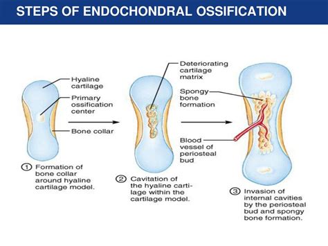 PPT - The Skeletal System: Osseous Tissue and Skeletal Structure PowerPoint Presentation - ID ...