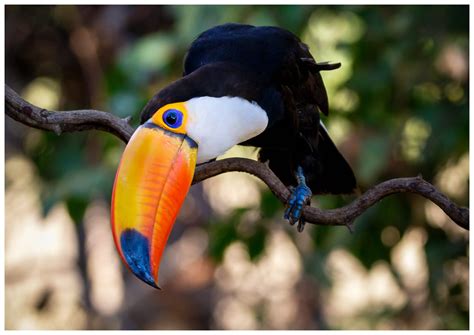 Definitive Guide To Toco Toucan Facts, Habitat, Conservation Status, Zoo Populations, Pictures ...