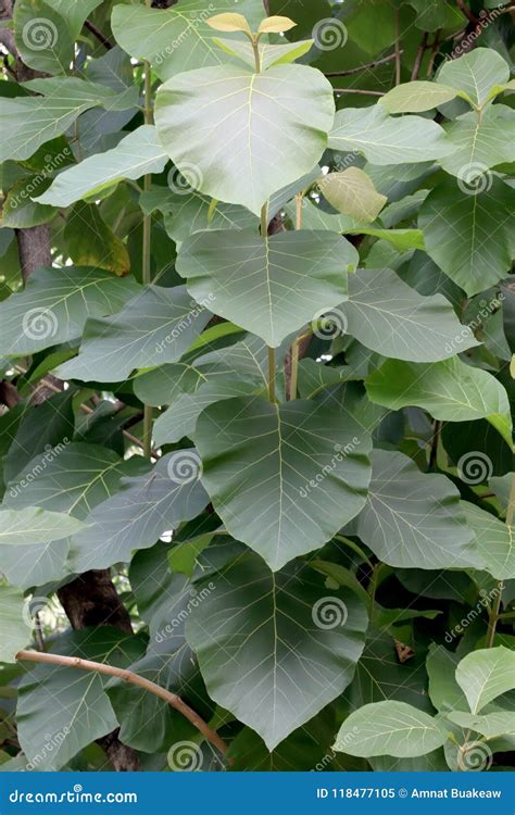 Teak Plantation, Teak Tree Leaf, Leaves Large Teak Green Vertical Leaves Green Stock Image ...