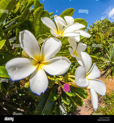 White flowers with yellow centers hi-res stock photography and images - Alamy