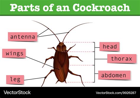 Diagram showing parts of cockroach Royalty Free Vector Image