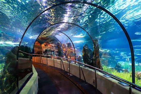 Glazed Tunnel in Oceanarium, Barcelona Aquarium – HiSoUR – Hi So You Are