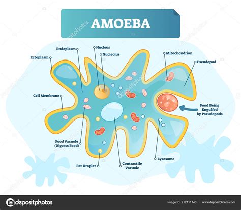 Amoeba Structure