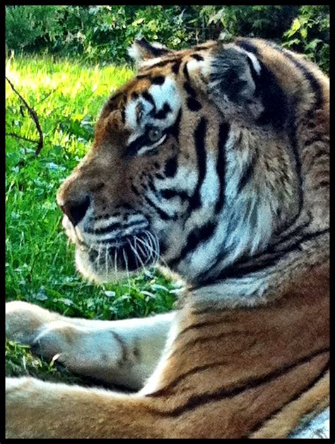 Big kitty at Granby Zoo | Animals, Zoo, Granby