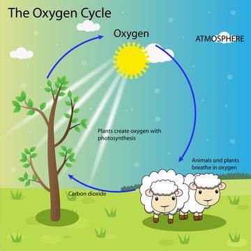 Oxygen Cycle Images – Browse 44,349 Stock Photos, Vectors, and Video | Adobe Stock