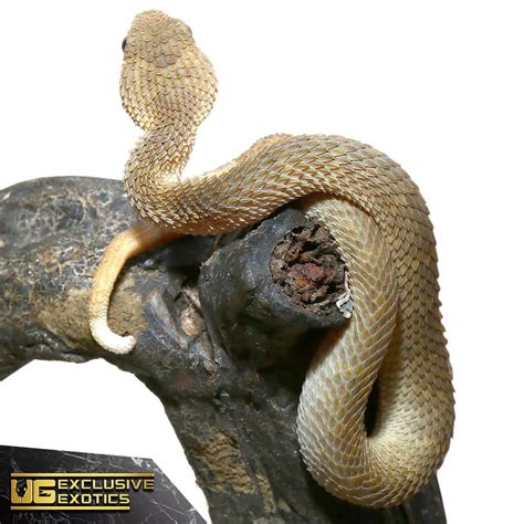 Baby Tan Squamigera Bush Vipers (Atheris squamigera) For Sale - Underground Reptiles