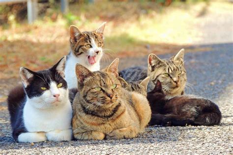 What Is a Group of Cats Called?